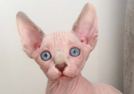 无毛猫有几种颜色(体色表现)