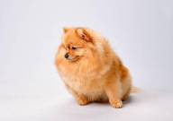 博美犬一般多重(算健康)