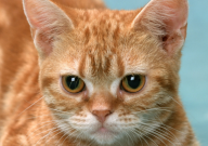 宠物猫会感冒吗(为什么)