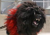 藏獒为什么不能当警犬(为啥)