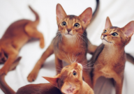 阿比西尼亚猫多少钱一只幼崽（价格）
