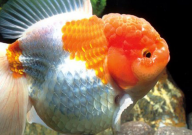 金鱼养几条比较招财(最旺财运)