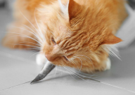 宠物猫可以吃活鱼吗(什么不能吃)