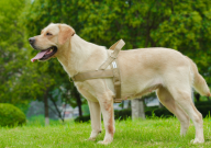 拉布拉多一天喂一顿可以吗（会不会饿死）