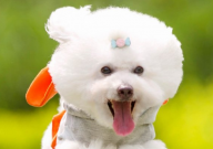 比熊可以吃全麦面包吗(为什么)