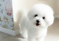 比熊吐黄水有泡沫是怎么回事(吃什么药)