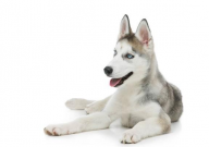 哈士奇分几种(品种)