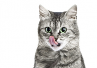 猫砂盆需要消毒吗（为什么）