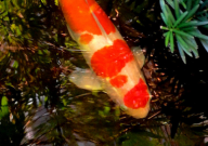 锦鲤会撑死吗(为什么)