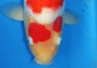 锦鲤眼睛突出是什么原因(怎么治)