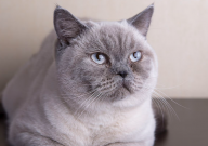 英国短毛猫的饮食特点（是什么）