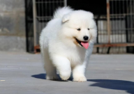 萨摩耶犬训练的基本方法和技巧(小妙招)