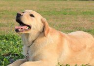 拉布拉多眼泪多怎么回事（是什么原因）