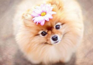 博美犬怎样训练大小便（定点）