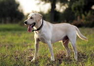 拉布拉多口臭怎么去除(小妙招)