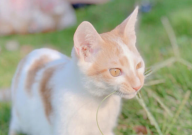 公猫不绝育怎么防止乱尿(方法)