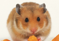 仓鼠可以养在房间吗(为什么)