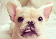 巴哥犬和法斗哪个好养(好养些)