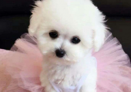 比熊狗狗可以吃鸡肝吗(好不好)