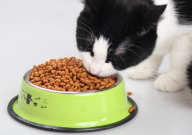 只给猫咪吃猫粮可以吗(够吗)