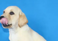 拉布拉多体内有虫是什么症状（表现）