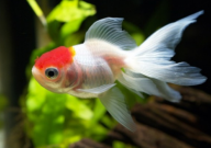 什么金鱼好养又好看(又便宜)