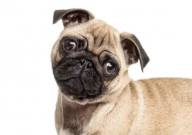 巴哥犬常见病(有哪些)