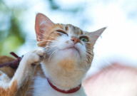 宠物猫每个月都要驱虫吗（需要吗）
