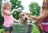 拉布拉多一个月吃多少钱(费用)