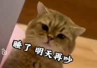主人喊醒睡着猫咪(被小猫教育了)