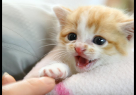 小猫一天吃多少猫粮合适（参照）