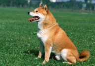 狗被宠物店弄丢了要如何赔偿(律师咨询)