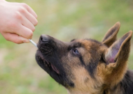 德国牧羊犬凶猛吗(为什么)