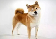 秋田和柴犬的分别(是什么)
