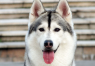 哈士奇有小型的吗（体型）