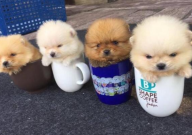 茶杯犬有什么特征(特点)