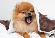 博美犬拉肚子呕吐怎么办(吃什么药)