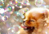 博美犬感冒的症状(怎么办)