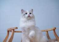 布偶猫聪明吗（能听懂人话不）