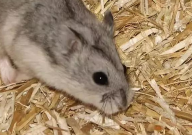 仓鼠牙齿太长了可以给它剪掉吗(怎么办)