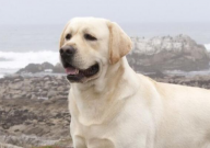 拉布拉多可以吃生胡萝卜吗(好吗)