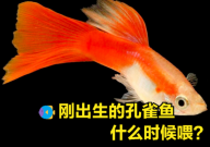 刚生的小孔雀鱼几天喂食(多久可以喂食)