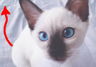 暹罗猫适合家养吗（可以养吗）