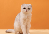 折耳猫应该怎么照顾(才不发病)