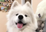 新手怎么养萨摩耶犬(注意事项)