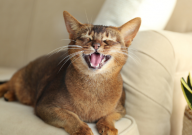 阿比西尼亚猫性格(怎么样)