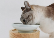 宠物猫驱虫多少钱（一次）