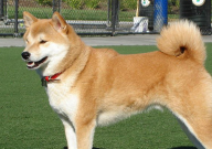 秋田犬可以办狗证吗(养犬证)