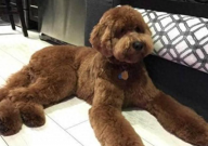 巨型贵宾犬掉毛吗(严重吗)