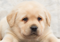 拉布拉多600元能要吗（怎么样）